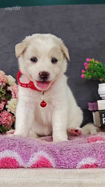 Gái nhật lai bông trắng cute xỉu ạ. Mua bán Chó tại Huyện Hóc Môn Tp Hồ Chí Minh được đăng bởi Smile Pet hình 1