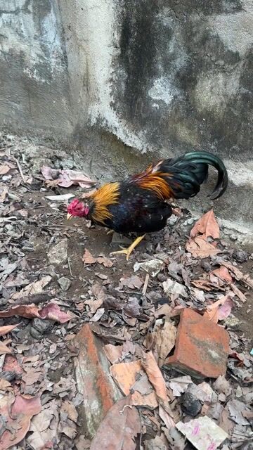 cần bán gà tre bắc. Mua bán Gà tại Thị xã Vĩnh Châu Sóc Trăng được đăng bởi páo hình 1