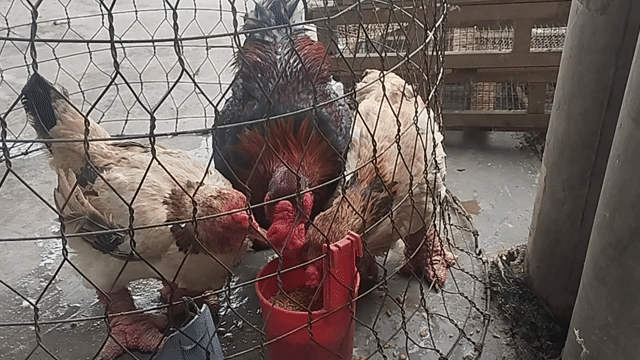 Gà Đông Tảo đang ôm trứng giá 160k ký. Mua bán Gà tại Huyện Châu Thành Tiền Giang được đăng bởi Van Pho Pham hình 1