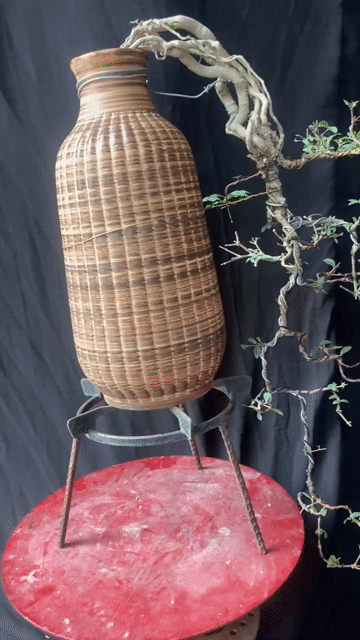 hhongf ngọc mai cây thuần chậu. Mua bán Cây cảnh, đồ trang trí tại Quận Tân Phú Tp Hồ Chí Minh được đăng bởi Bonsai gốm sứ nghệ thuật hình 1