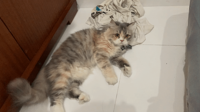 Mèo Anh British Longhair Calico. Mua bán Mèo tại Quận Bình Thạnh Tp Hồ Chí Minh được đăng bởi Trần Minh Hiếu hình 1