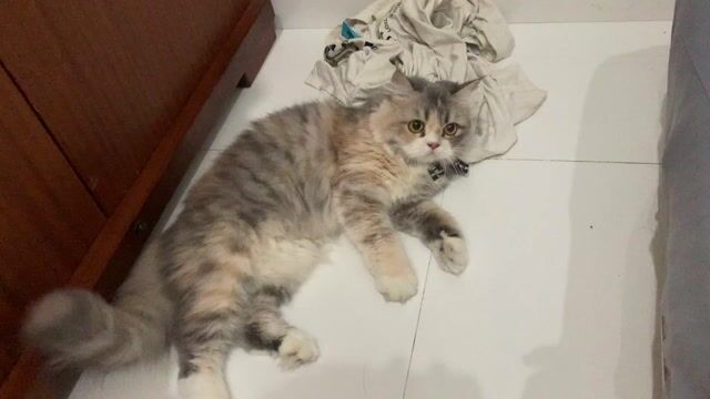 Mèo Anh British Longhair Calico. Mua bán Mèo tại Quận Bình Thạnh Tp Hồ Chí Minh được đăng bởi Trần Minh Hiếu hình 1