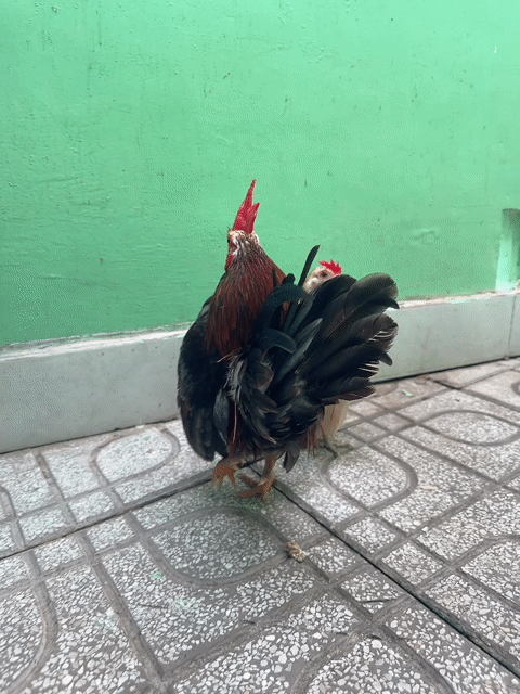 Gà tre trống 10 tháng đang đẻ. Mua bán Gà tại Thành phố Thủ Đức Tp Hồ Chí Minh được đăng bởi Nguyễn trung nghĩa hình 1