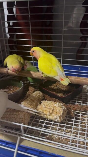 Vẹt Lovebird Vàng. Mua bán Chim tại Quận Bình Thuỷ Cần Thơ được đăng bởi Thanh Tâm 1985 hình 1