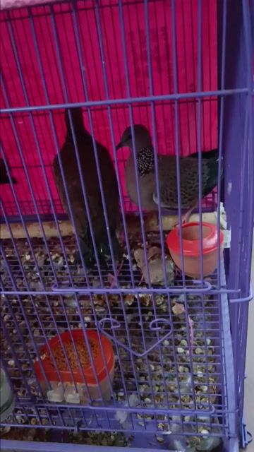 cu gáy malai mái . Mua bán Chim tại Huyện Hoài Đức Hà Nội được đăng bởi MInh Đăng hình 1