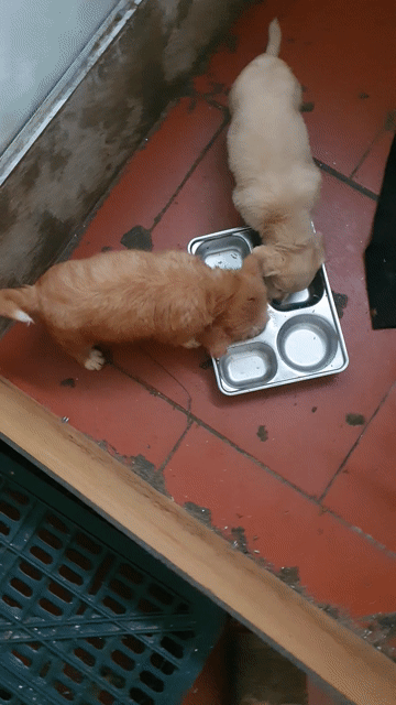 Chó Corgi lai Poodle 2 tháng tuổi , size nhỏ 8-9kg. Mua bán Chó tại Huyện Mê Linh Hà Nội được đăng bởi Phạm Ngọc Huân hình 1