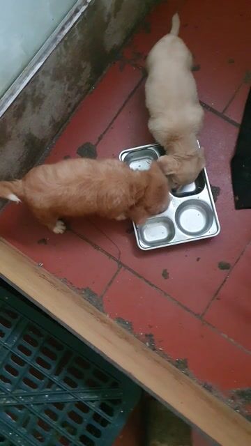Chó Corgi lai Poodle 2 tháng tuổi , size nhỏ 8-9kg. Mua bán Chó tại Huyện Mê Linh Hà Nội được đăng bởi Phạm Ngọc Huân hình 1
