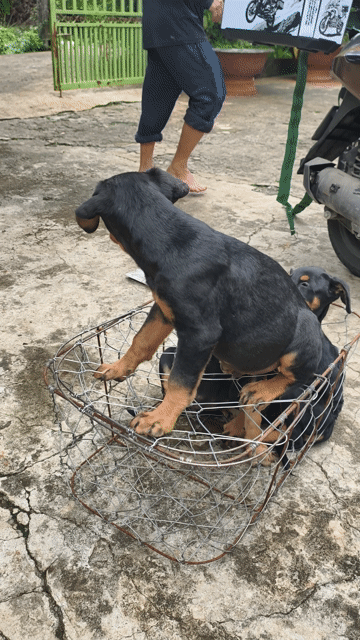 Chó Doberman Con. Mua bán Chó tại Quận 5 Tp Hồ Chí Minh được đăng bởi Penta Store hình 1