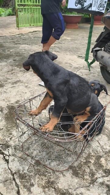 Chó Doberman Con. Mua bán Chó tại Quận 5 Tp Hồ Chí Minh được đăng bởi Penta Store hình 1