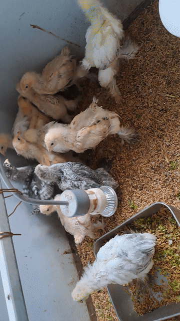 Gà Brahma (gà kỳ lân) cần gả. Mua bán Gà tại Thành phố Thủ Đức Tp Hồ Chí Minh được đăng bởi Truong Minh Chau hình 1