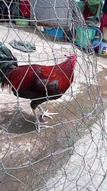 que chập 3kg zin cay. Mua bán Gà tại Huyện Bình Chánh Tp Hồ Chí Minh được đăng bởi Adungga hình 1