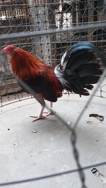 Gà Mỹ 1.2kg Đỏ đen. Mua bán Gà tại Huyện Củ Chi Tp Hồ Chí Minh được đăng bởi Nguyen Tai hình 1