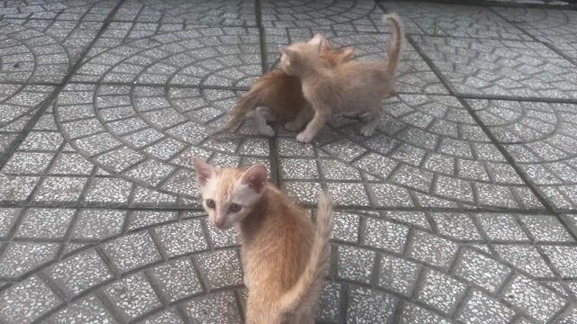 Bán mèo con lai Bình Tân. Mua bán Mèo tại Quận Bình Tân Tp Hồ Chí Minh được đăng bởi Huy hình 1