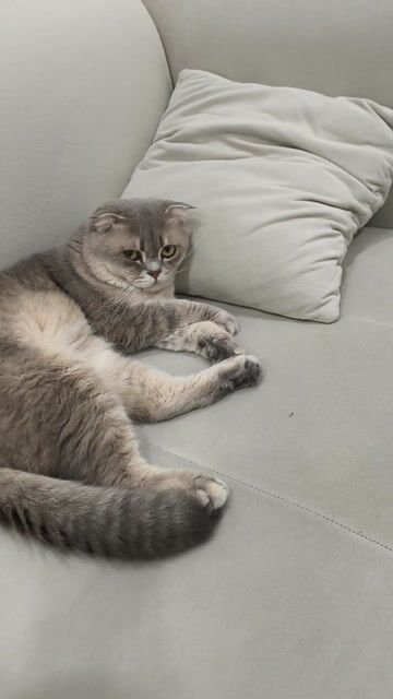 Mèo Anh lông ngắn Golden Blue 1.5 tuổi. Mua bán Mèo tại Quận 12 Tp Hồ Chí Minh được đăng bởi Emma Thao hình 1