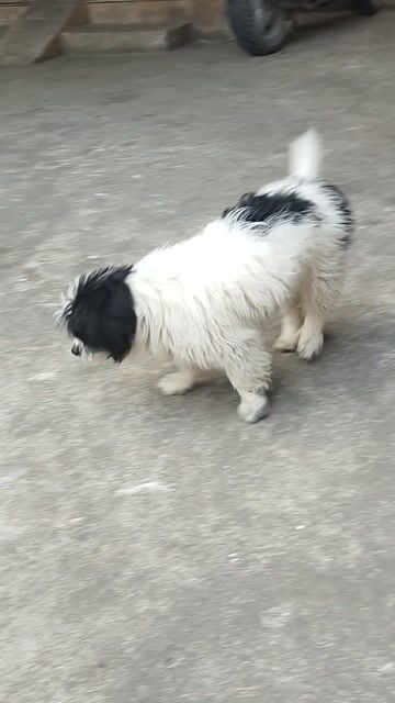 Chó cảnh Đen trắng. Mua bán Chó tại Thành phố Ninh Bình Ninh Bình được đăng bởi Vũ Quyền hình 1