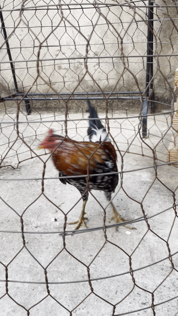 trnag ki3. Mua bán Gà tại Huyện Định Quán Đồng Nai được đăng bởi thanh hình 1