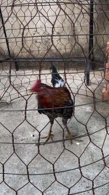 trnag ki3. Mua bán Gà tại Huyện Định Quán Đồng Nai được đăng bởi thanh hình 1