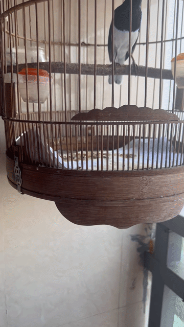 Chim Choè than 3 mùa Thuần. Mua bán Chim tại Quận Thanh Xuân Hà Nội được đăng bởi Tuan nguyen nhu hình 1
