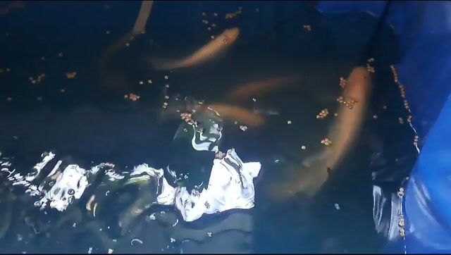 Thanh lý hết 04 con cá Phát Tài. Mua bán Thú cưng khác tại Quận 12 Tp Hồ Chí Minh được đăng bởi Vũ Đình Bảo hình 1