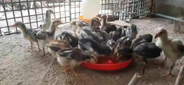 gà đoàn (gà nòi)lai gà đông tảo. Mua bán Gà tại Huyện Củ Chi Tp Hồ Chí Minh được đăng bởi gà con giống củ chi hình 1