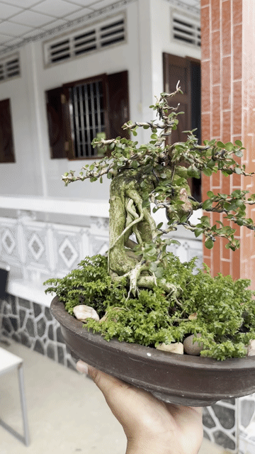 Cây cảnh Sam Núi Trái Mini. Mua bán Cây cảnh, đồ trang trí tại Huyện Chợ Gạo Tiền Giang được đăng bởi Đại Phong SeVen hình 1