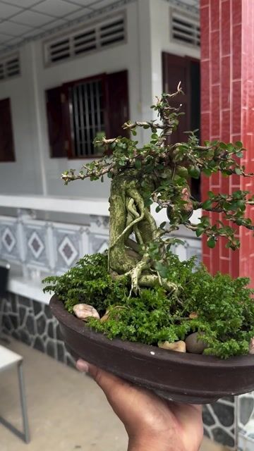 Cây cảnh Sam Núi Trái Mini. Mua bán Cây cảnh, đồ trang trí tại Huyện Chợ Gạo Tiền Giang được đăng bởi Đại Phong SeVen hình 1