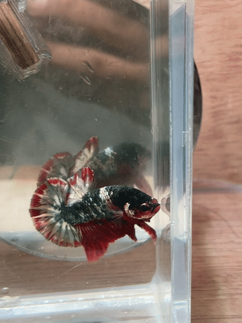 Cá Betta Plakat Cooper Red Đực 3-3.5cm. Mua bán Thú cưng khác tại Quận 3 Tp Hồ Chí Minh được đăng bởi Long hình 1