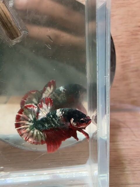 Cá Betta Plakat Cooper Red Đực 3-3.5cm. Mua bán Thú cưng khác tại Quận 3 Tp Hồ Chí Minh được đăng bởi Long hình 1