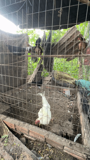bộ nọc bướm cuban my. Mua bán Gà tại Huyện Củ Chi Tp Hồ Chí Minh được đăng bởi Duy gà đá củ chi hình 1