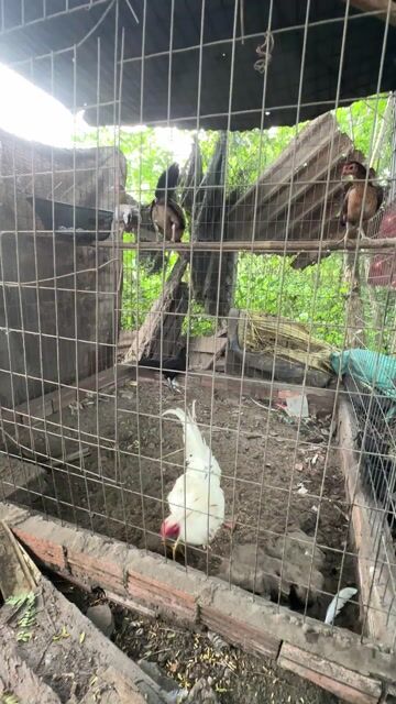 bộ nọc bướm cuban my. Mua bán Gà tại Huyện Củ Chi Tp Hồ Chí Minh được đăng bởi Duy gà đá củ chi hình 1