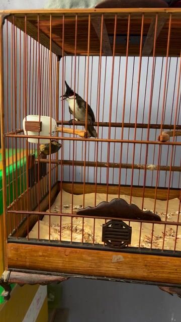 Chim chào mào 7 đói. Mua bán Chim tại Quận Tân Phú Tp Hồ Chí Minh được đăng bởi trần văn chính hình 1