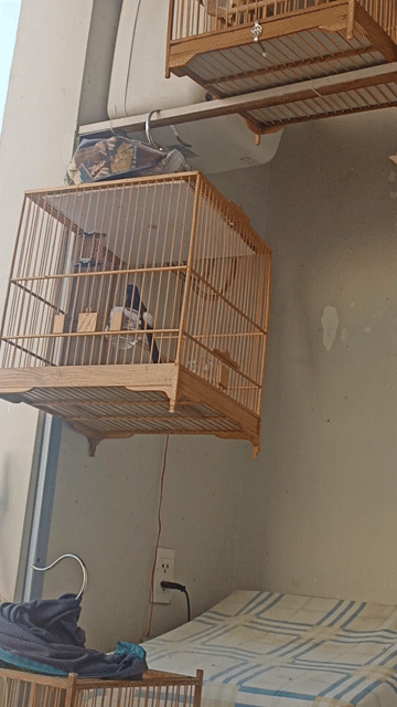 Chim sẻ cam siêu mini. Mua bán Chim tại Quận Phú Nhuận Tp Hồ Chí Minh được đăng bởi Hung Le hình 1