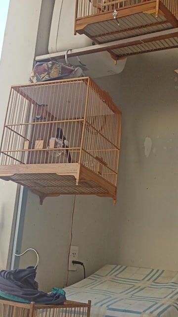 Chim sẻ cam siêu mini. Mua bán Chim tại Quận Phú Nhuận Tp Hồ Chí Minh được đăng bởi Hung Le hình 1