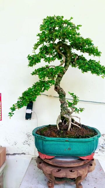 Cây Sam trái đang ra hoa trái. Mua bán Cây cảnh, đồ trang trí tại Thành phố Thủ Đức Tp Hồ Chí Minh được đăng bởi Bonsai Quang Châu  hình 1