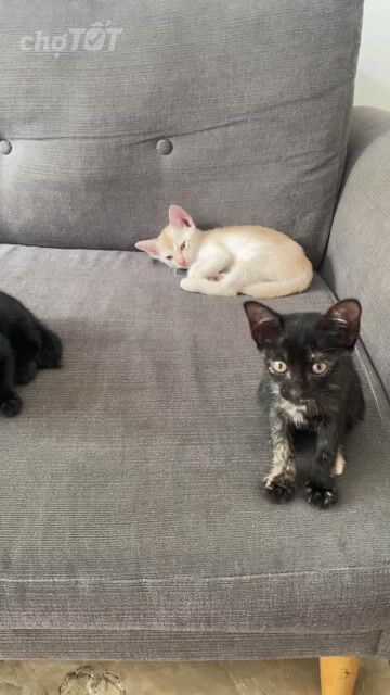 Mèo ta 2 tháng tuổi Đen, vàng kem, đồi mồi. Mua bán Mèo tại Huyện Nhà Bè Tp Hồ Chí Minh được đăng bởi Anh Thư hình 1
