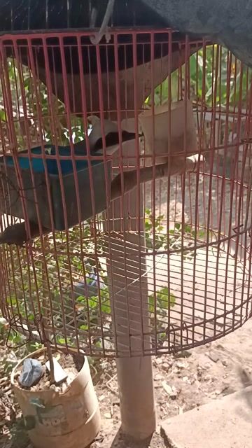 chim khướu đầu bạc. Mua bán Chim tại Huyện Ba Tri Bến Tre được đăng bởi văn  hình 1