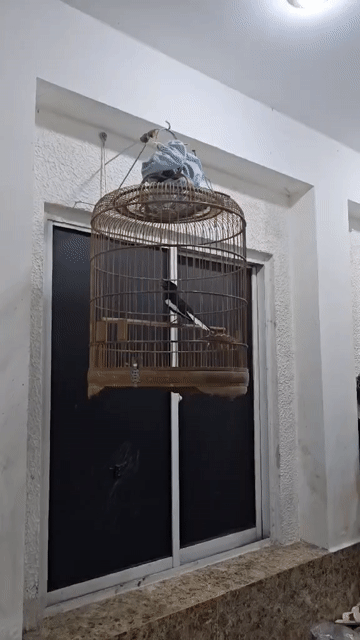 than 2 mùa chà bá lỗi lộn gl. Mua bán Chim tại Thành phố Thủ Đức Tp Hồ Chí Minh được đăng bởi Lâm hình 1