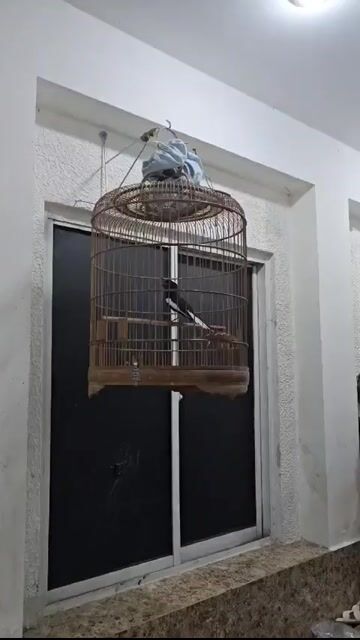 than 2 mùa chà bá lỗi lộn gl. Mua bán Chim tại Thành phố Thủ Đức Tp Hồ Chí Minh được đăng bởi Lâm hình 1