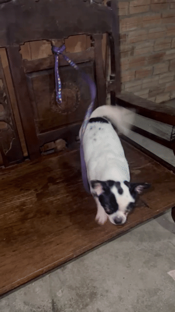 Chó Chihuahua nhỏ Đen trắng đã tiêm phòng. Mua bán Chó tại Huyện Củ Chi Tp Hồ Chí Minh được đăng bởi qing xian hình 1