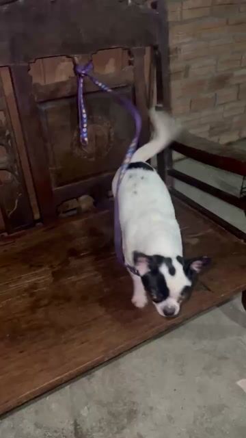 Chó Chihuahua nhỏ Đen trắng đã tiêm phòng. Mua bán Chó tại Huyện Củ Chi Tp Hồ Chí Minh được đăng bởi qing xian hình 1