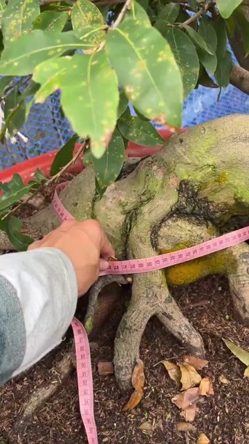 Mai vàng ghép SB Bình Lợi 1m. Mua bán Cây cảnh, đồ trang trí tại Quận 7 Tp Hồ Chí Minh được đăng bởi Anh N hình 1