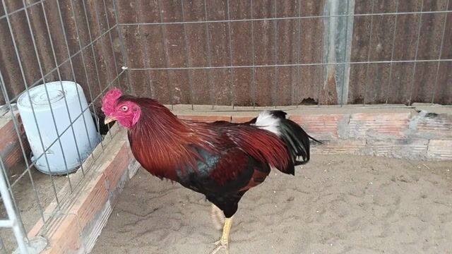 Gà chọi chân vàng 3.1 kg. Mua bán Gà tại Thành phố Long Xuyên An Giang được đăng bởi Tuấn anh hình 1