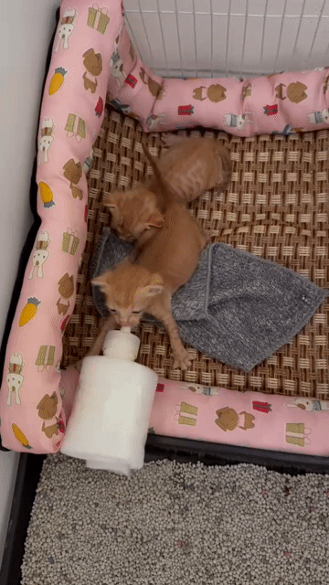 Mèo con giống Cam 1 tháng tuổi. Mua bán Mèo tại Quận 7 Tp Hồ Chí Minh được đăng bởi Quý Phạm hình 1