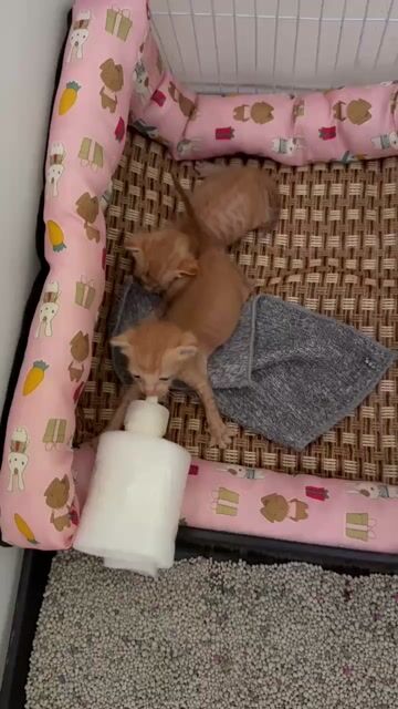 Mèo con giống Cam 1 tháng tuổi. Mua bán Mèo tại Quận 7 Tp Hồ Chí Minh được đăng bởi Quý Phạm hình 1