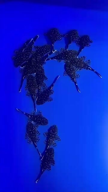 Dòng Pleco L183 2.5cm lấp lánh cho hồ nhà bạn. Mua bán Thú cưng khác tại Quận Gò Vấp Tp Hồ Chí Minh được đăng bởi Chất Pleco hình 1