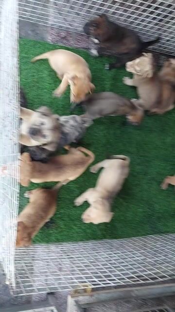 tìm chủ mới cho bầy chó nhật hai tháng tuổi . Mua bán Chó tại Quận Gò Vấp Tp Hồ Chí Minh được đăng bởi thanhthai632005 hình 1