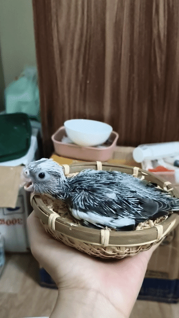 Chim chào mào xám non. Mua bán Chim tại Quận Hai Bà Trưng Hà Nội được đăng bởi Shop chim cảnh hình 1
