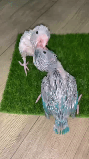 Vẹt Parrotlet đút bột. Mua bán Chim tại Quận 12 Tp Hồ Chí Minh được đăng bởi Thanh Thủy hình 1