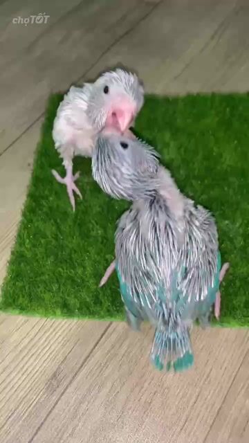 Vẹt Parrotlet đút bột. Mua bán Chim tại Quận 12 Tp Hồ Chí Minh được đăng bởi Thanh Thủy hình 1