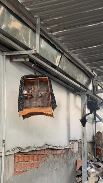 Chim chào mào trống. Mua bán Chim tại Thành phố Thủ Đức Tp Hồ Chí Minh được đăng bởi Hanh Trần hình 1